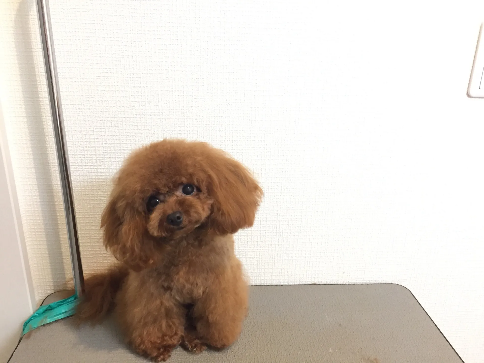 信頼できるブリーダーさんです!