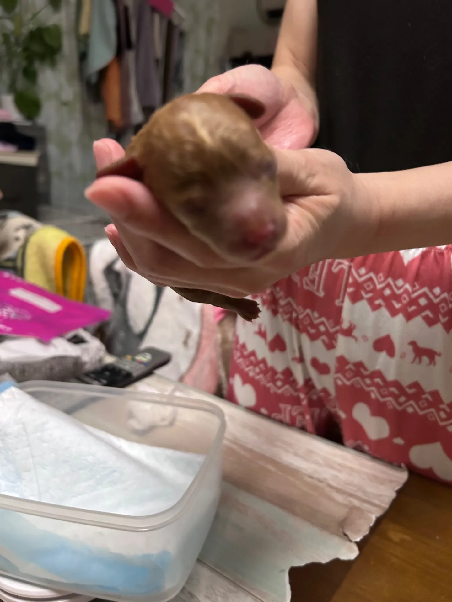 (町田市)(ブリーダー)ルナちゃん仔犬