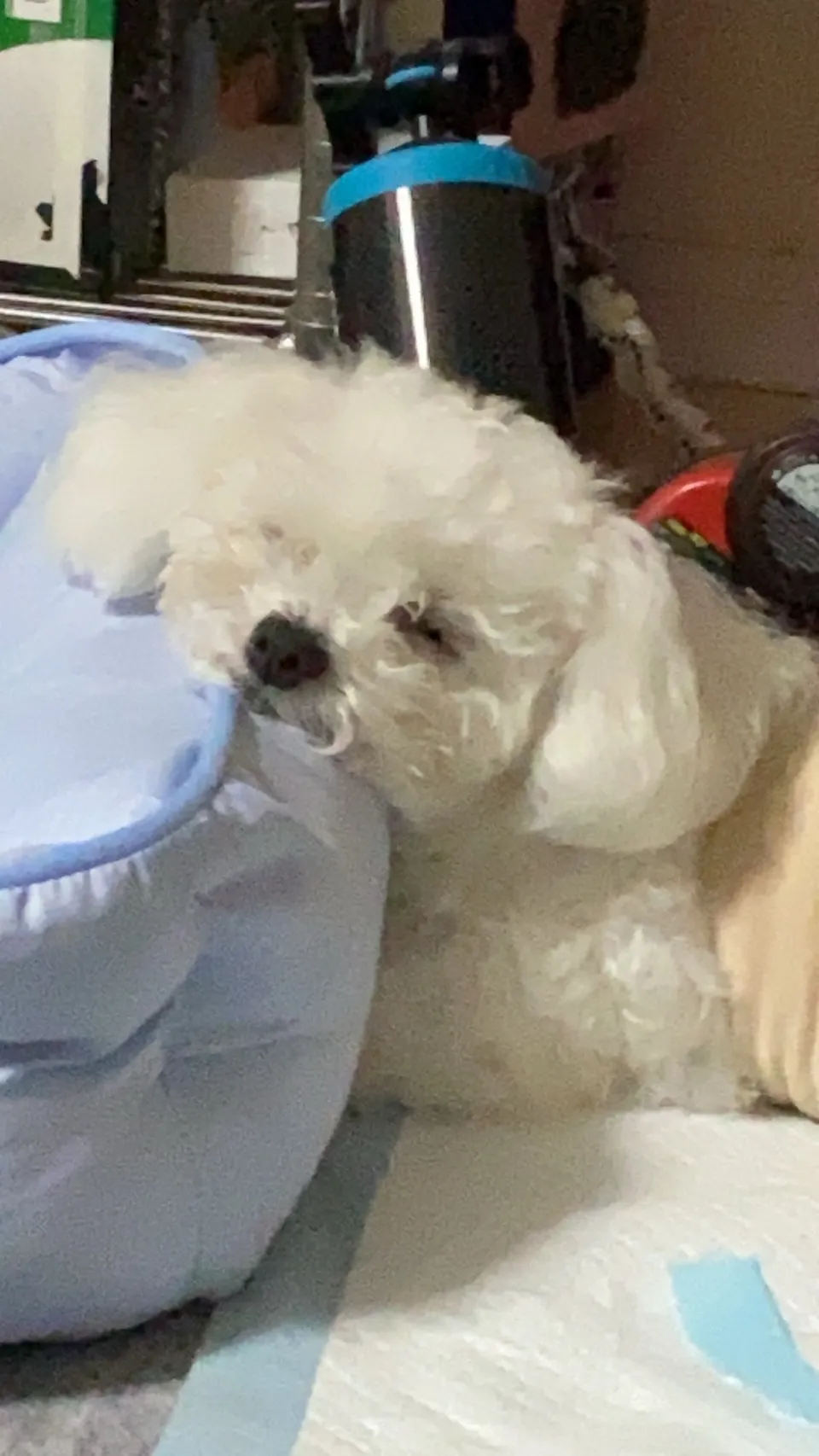 東京都(韓国ミニビション)交配