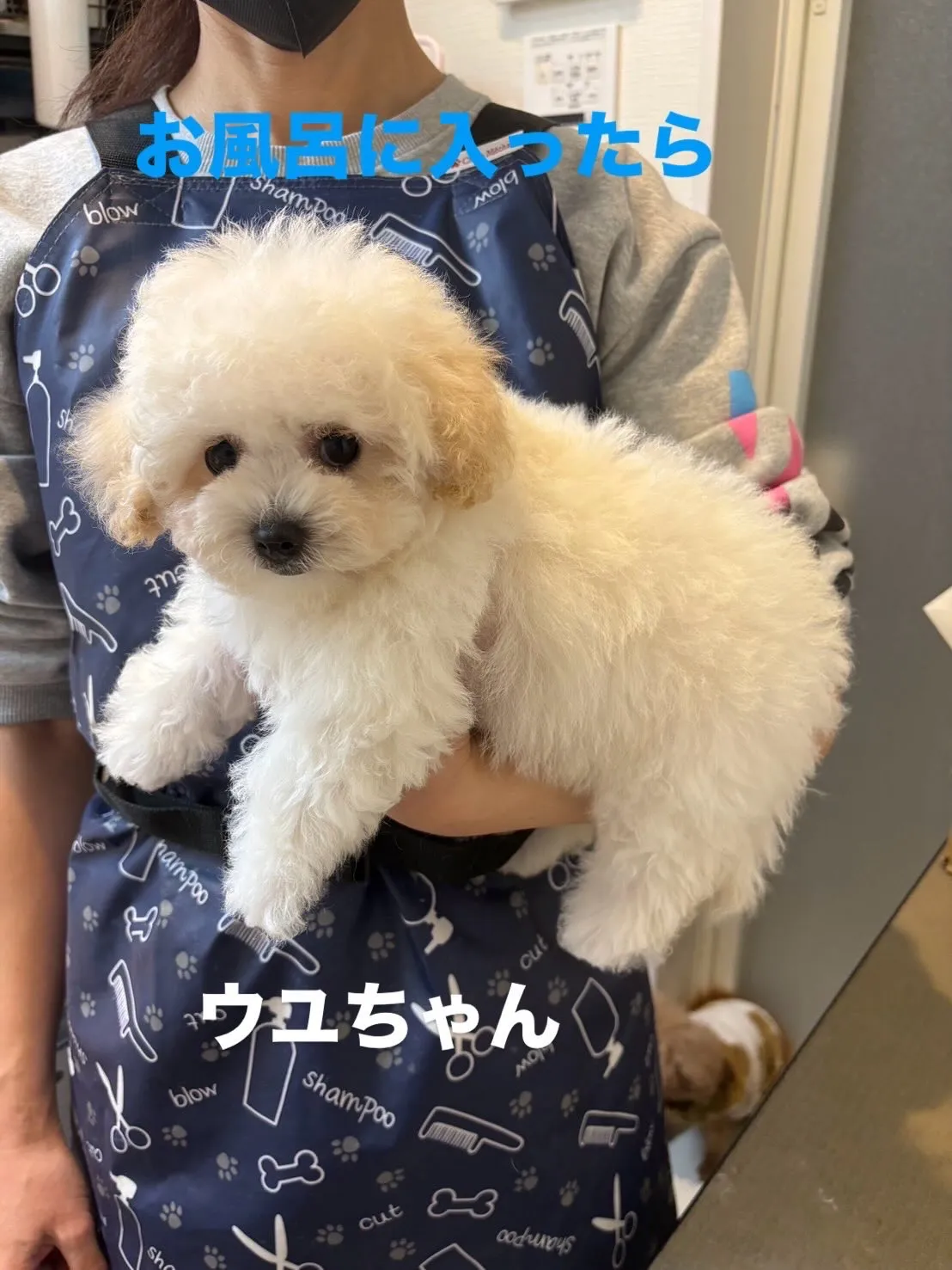 可愛いビションプー